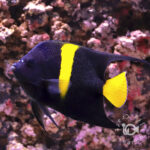 Arabian-Angelfish_251113