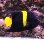 Arabian-Angelfish_251113