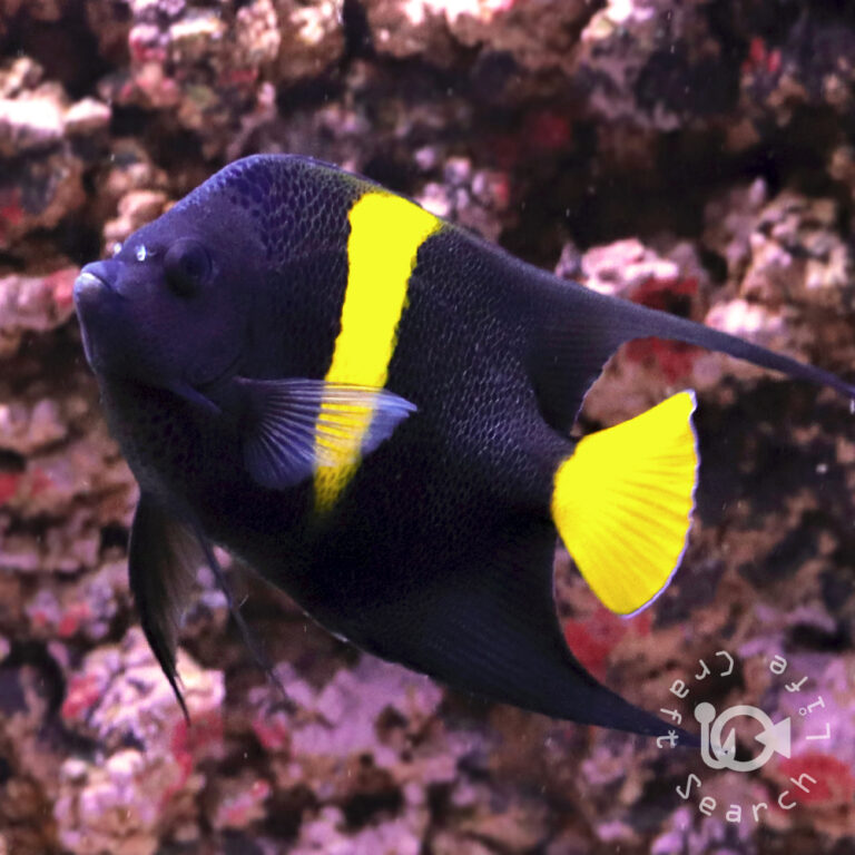 Arabian-Angelfish_251113