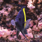 Arabian-Angelfish_251113