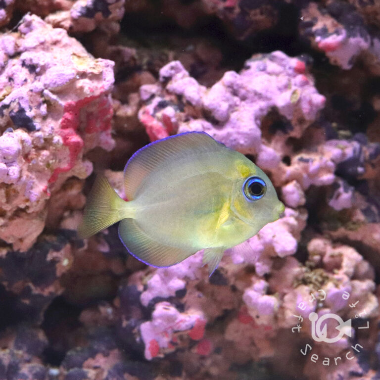 Atlantic-Blue-Tang_SS