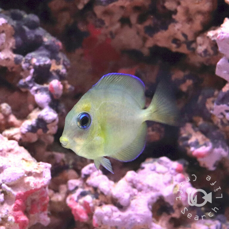 Atlantic-Blue-Tang_SS