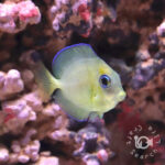 Atlantic-Blue-Tang_SS