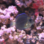 Atlantic-Blue-Tang_SS