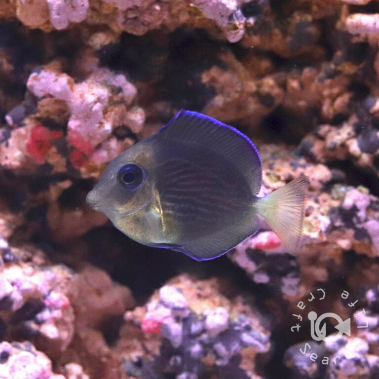 Atlantic-Blue-Tang_SS