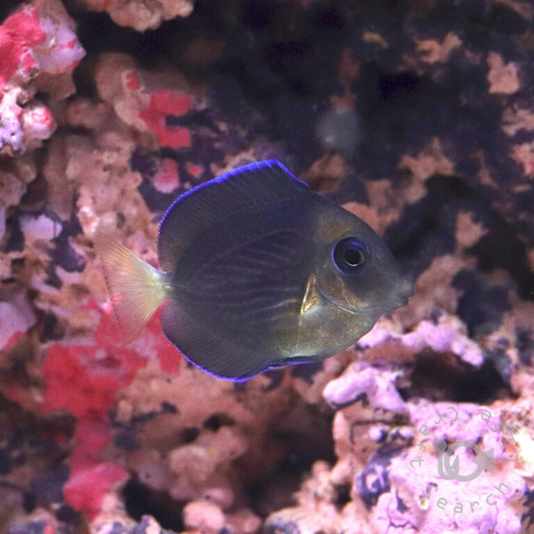 Atlantic-Blue-Tang_SS