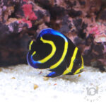 Cortez-Angelfish_CB_2501003