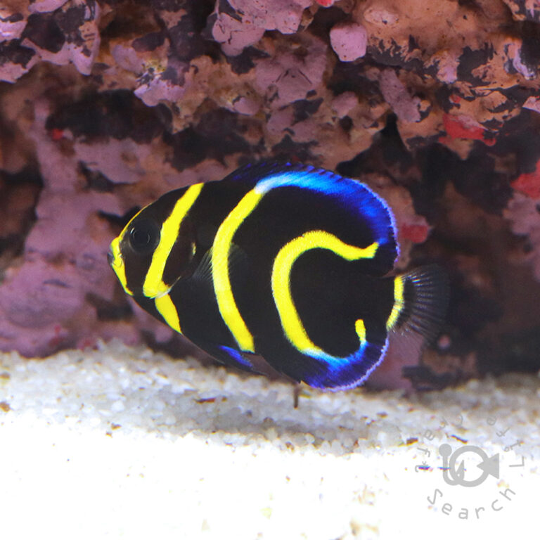 Cortez-Angelfish_CB_2501003