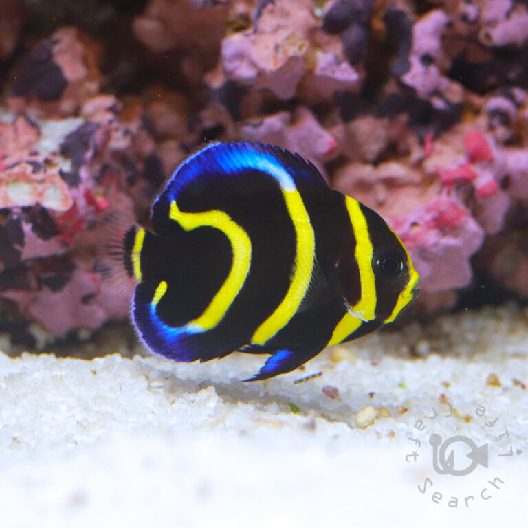 Cortez-Angelfish_CB_2501003