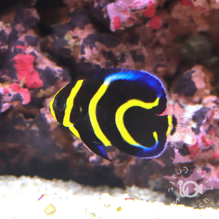 Cortez-Angelfish_CB_2501003