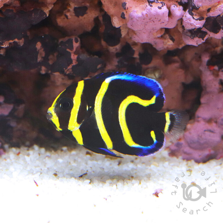 Cortez-Angelfish_CB_2501003