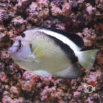 Griffis-Angelfish_25111601