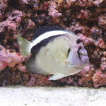 Griffis-Angelfish_25111601