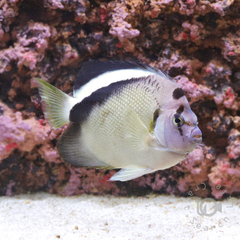 Griffis-Angelfish_25111601