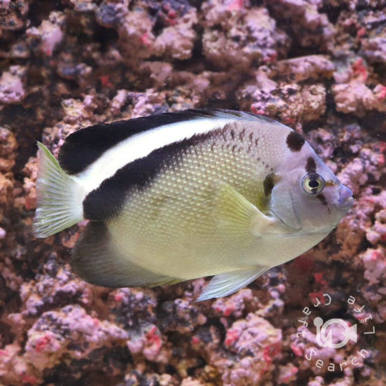 Griffis-Angelfish_25111601