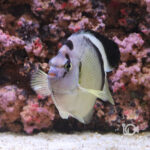 Griffis-Angelfish_25111601