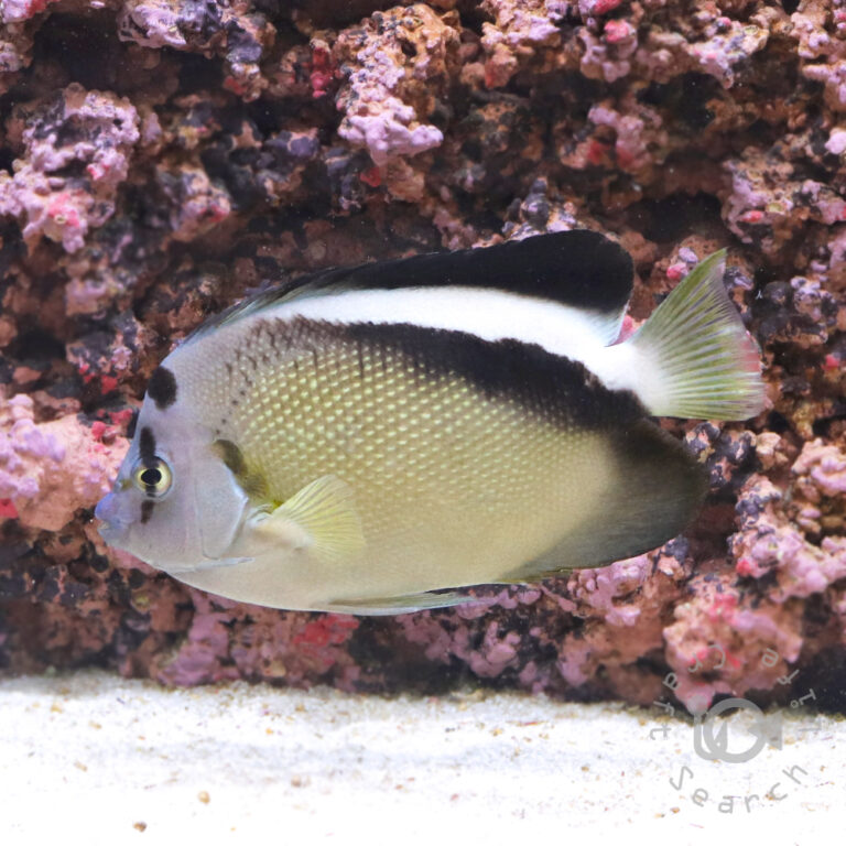 Griffis-Angelfish_25111601