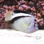 Griffis-Angelfish_25111611