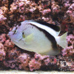 Griffis-Angelfish_25111611