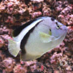 Griffis-Angelfish_25111611