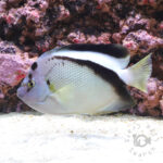 Griffis-Angelfish_25111611