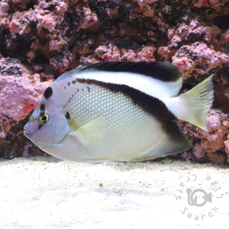 Griffis-Angelfish_25111611