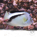 Griffis-Angelfish_25111611