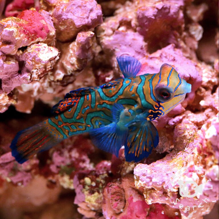 Mandarinfish