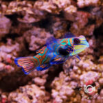 Mandarinfish