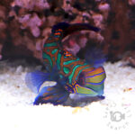 Mandarinfish