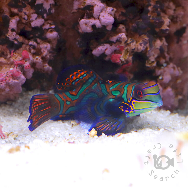 Mandarinfish