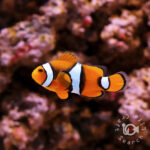 Percula-Clownfish_Wild