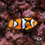 Percula-Clownfish_Wild