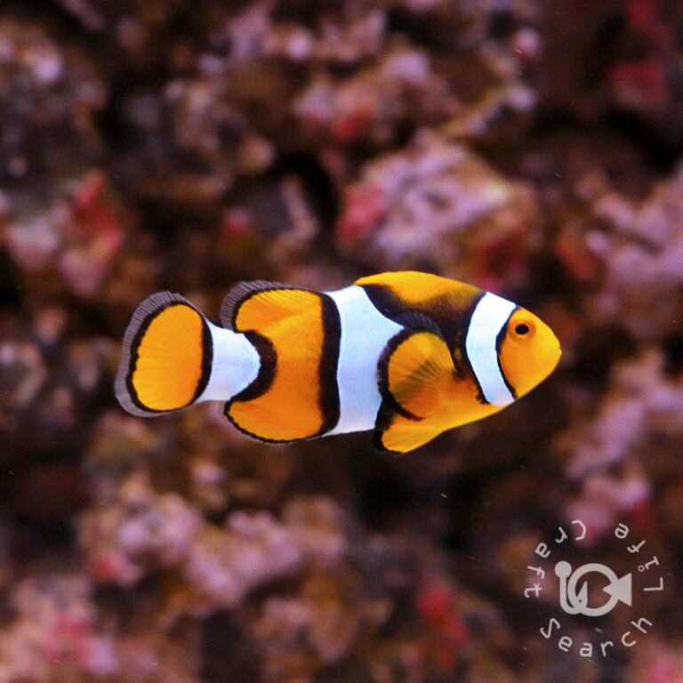 Percula-Clownfish_Wild