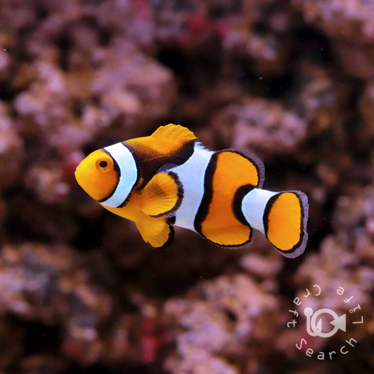 Percula-Clownfish_Wild