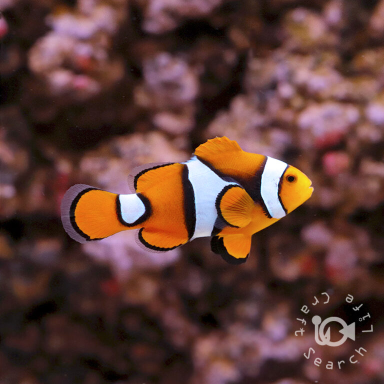 Percula-Clownfish_Wild