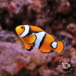 Percula-Clownfish_Wild