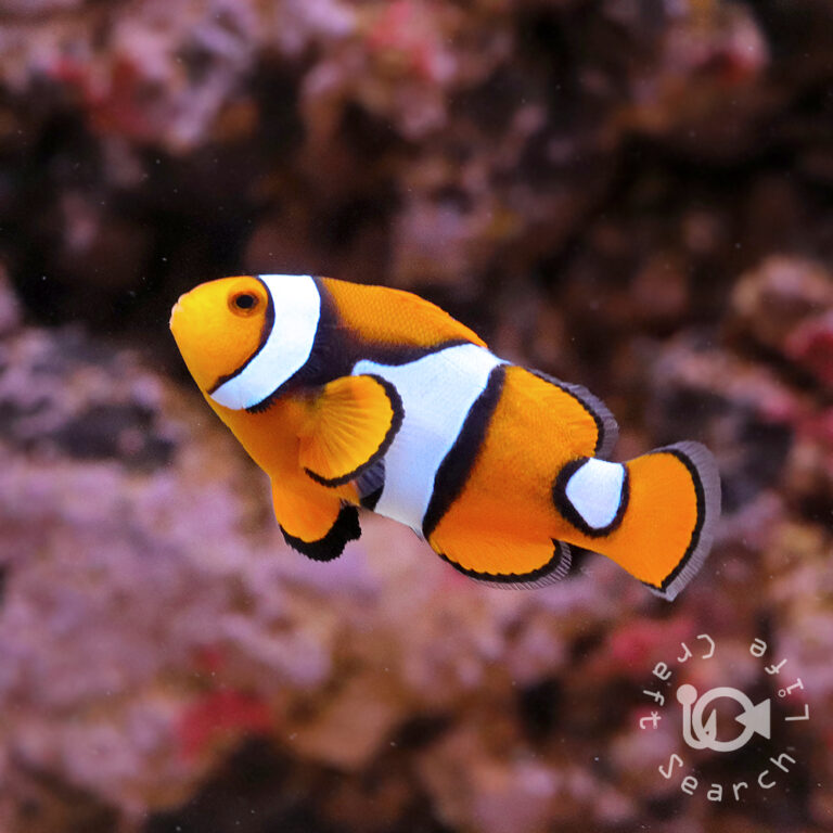 Percula-Clownfish_Wild