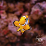 Percula-Clownfish_Wild