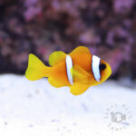 Redsea-Clownfish_M