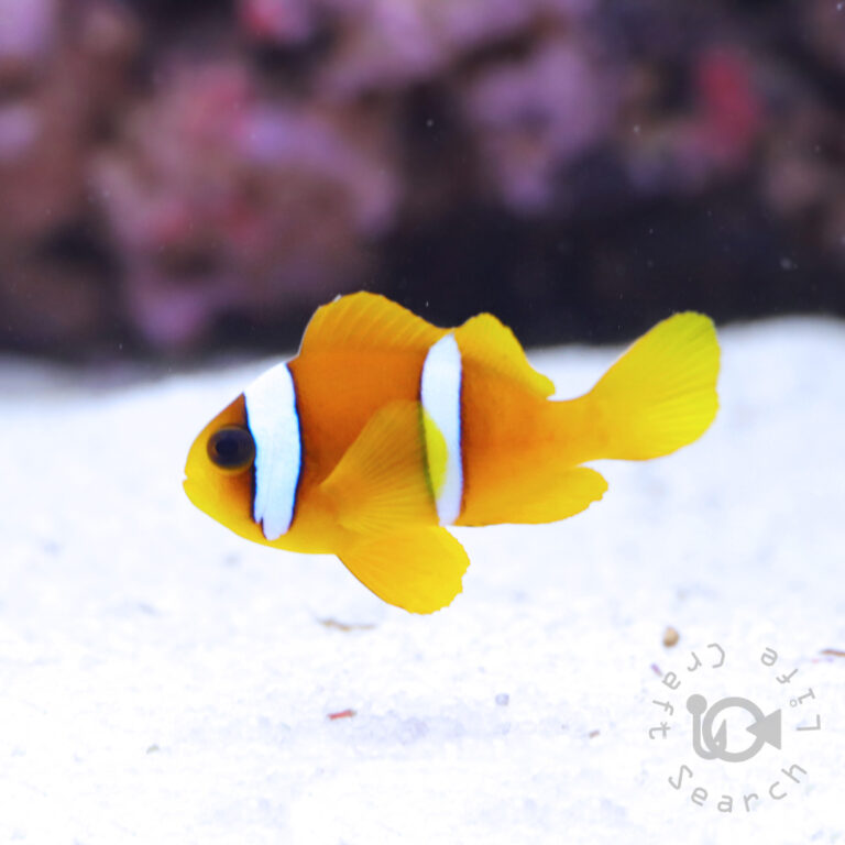 Redsea-Clownfish_M