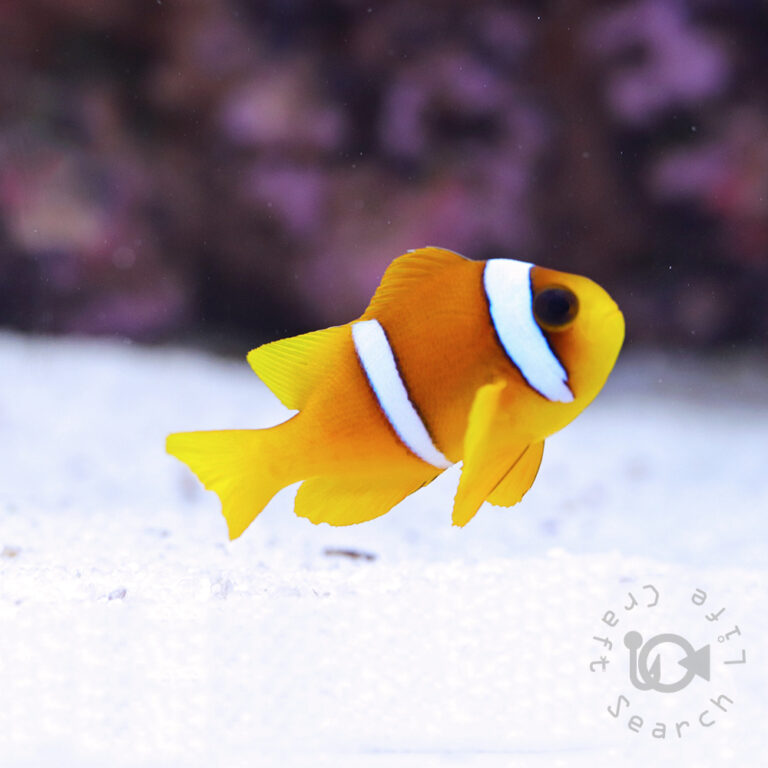 Redsea-Clownfish_M