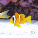 Redsea-Clownfish_M