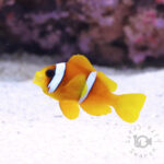Redsea-Clownfish_M
