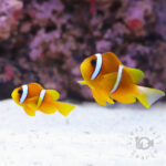 Redsea-Clownfish_L