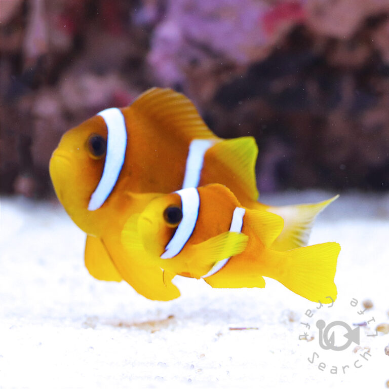 Redsea-Clownfish_L