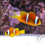 Redsea-Clownfish_L