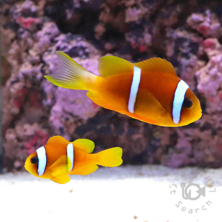 Redsea-Clownfish_L
