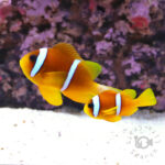 Redsea-Clownfish_L