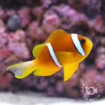Redsea-Clownfish_L